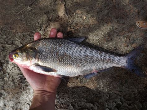 can you eat gizzard shad.